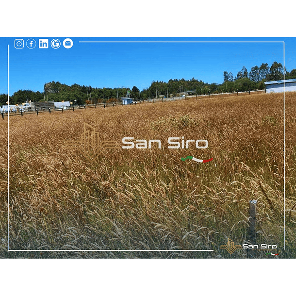 Venta Terreno 1.300 m2 Sector Tomen, Región de Los Ríos 1