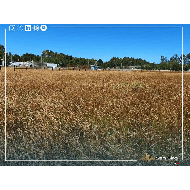 Venta Terreno 1.300 m2 Sector Tomen, Región de Los Ríos 2