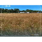 Venta Terreno 1.300 m2 Sector Tomen, Región de Los Ríos 3