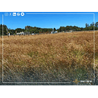 Venta Terreno 1.300 m2 Sector Tomen, Región de Los Ríos 4