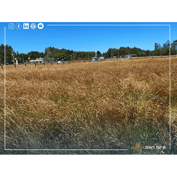 Venta Terreno 1.300 m2 Sector Tomen, Región de Los Ríos 4