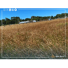 Venta Terreno 1.300 m2 Sector Tomen, Región de Los Ríos 5