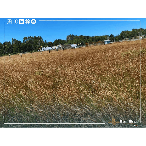 Venta Terreno 1.300 m2 Sector Tomen, Región de Los Ríos 5