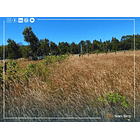 Venta Terreno 1.300 m2 Sector Tomen, Región de Los Ríos 6