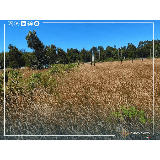 Venta Terreno 1.300 m2 Sector Tomen, Región de Los Ríos 6