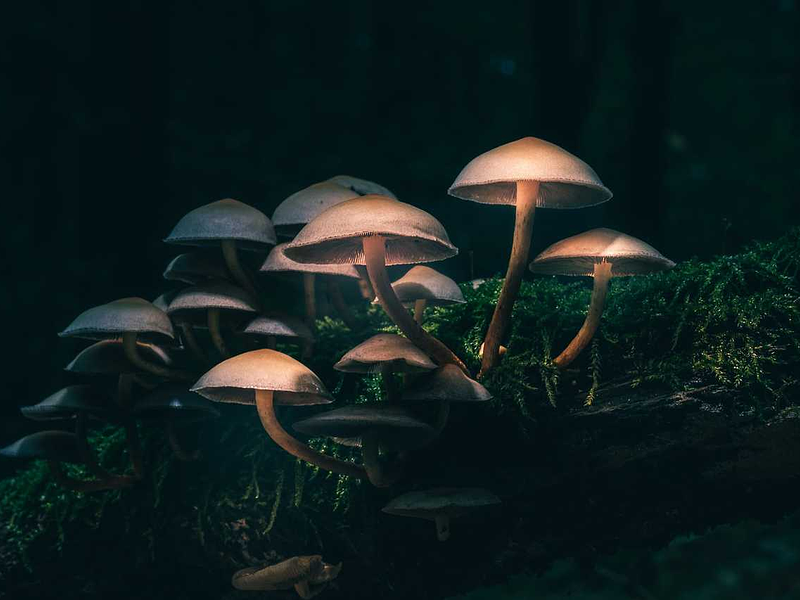Estudio revela: las setas alucinógenas, la droga recreativa más segura