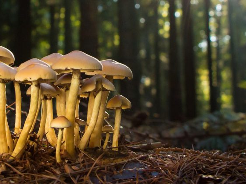 Efectos terapéuticos de los hongos alucinógenos: depresión