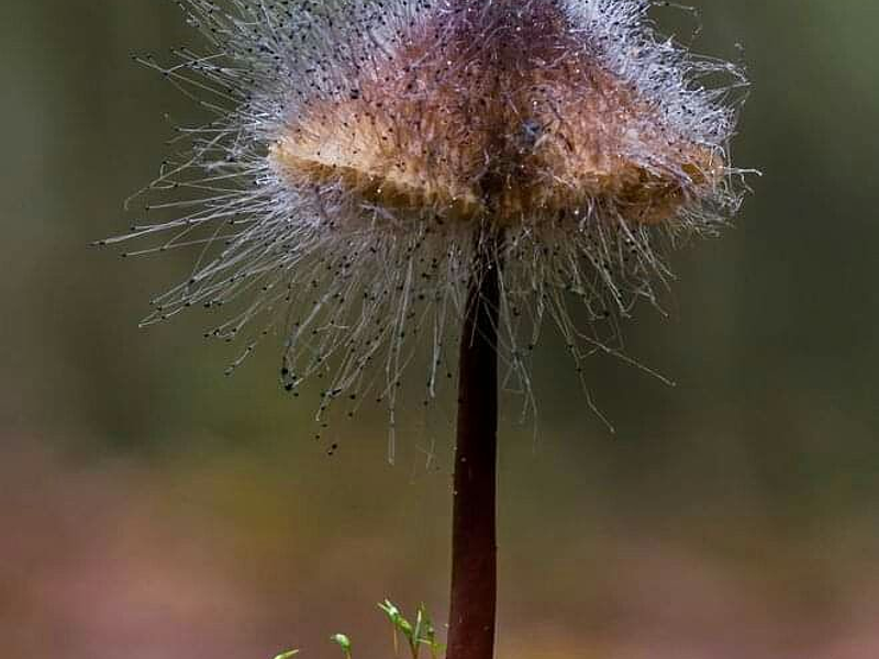 MYCEBAG Eco-responsable. Reutilizable. Sensato.