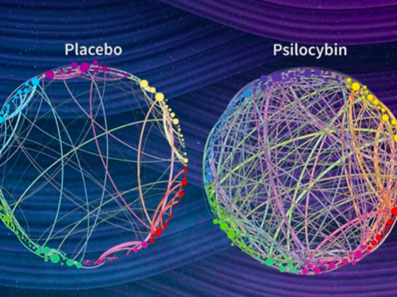 Beneficios de la Psilocibina - Estudio.