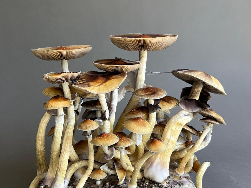 "Chile: un viaje desde el silencio a la conciencia"