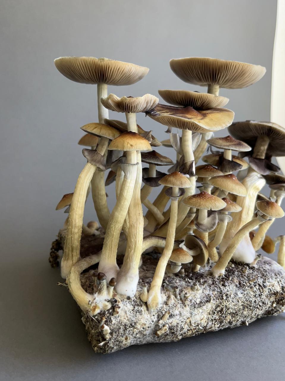 Medicina Ancestral y de Tercera Generación.