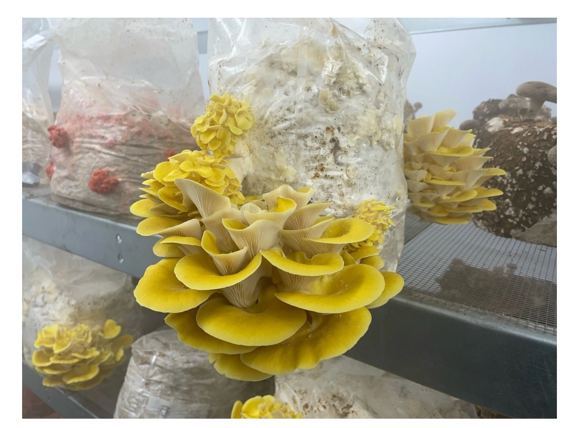 Los hongos van a Cambiar el planeta .