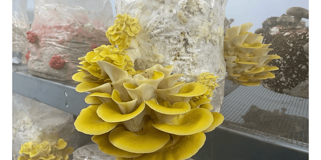 Los hongos van a Cambiar el planeta .