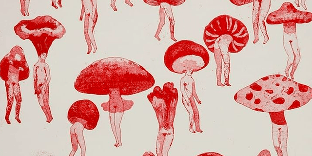 La Revolución Fúngica: Cómo los Hongos Invaden Chile.