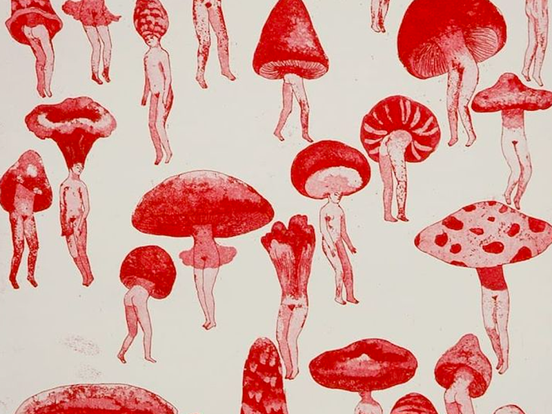 La Revolución Fúngica: Cómo los Hongos Invaden Chile.