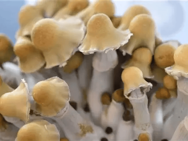 Old Dirty Penis Envy