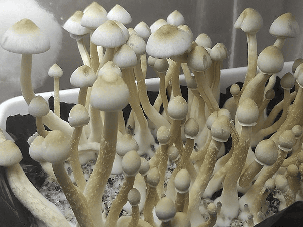 Big Psilocybe Cubensis