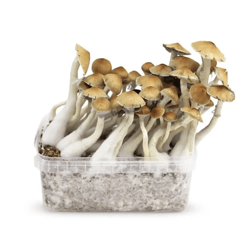 Sistema Modular de Cultivo Controlado – San Isidro