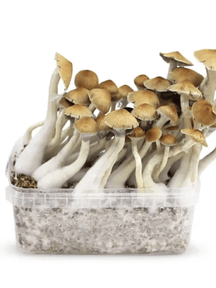 Sistema Modular de Cultivo Controlado – San Isidro