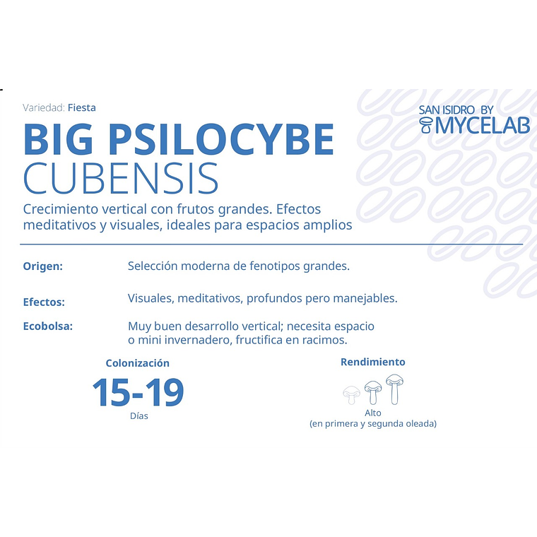 KIT MYCEBAG 1 KILO . 10