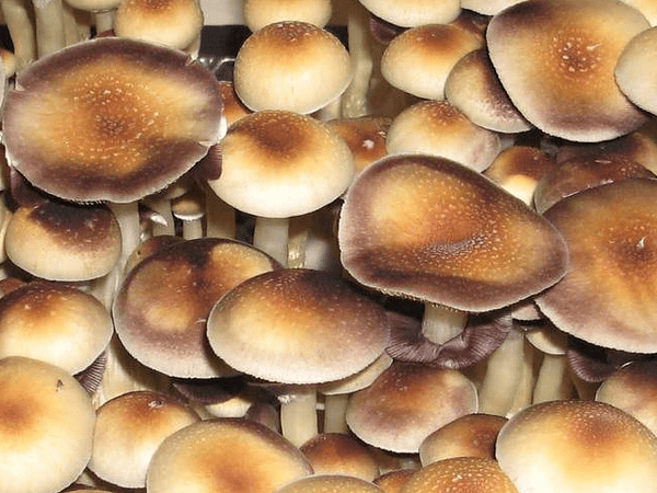 Purple Mystic - San Isidro