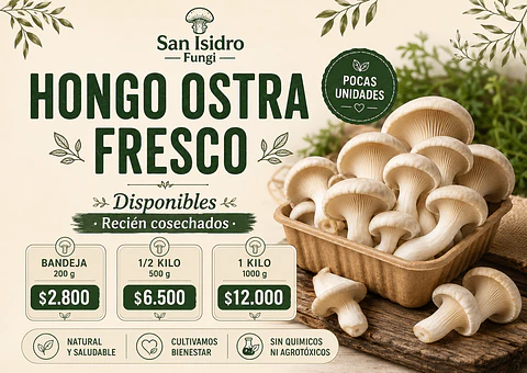 Hongo Ostra fresco
