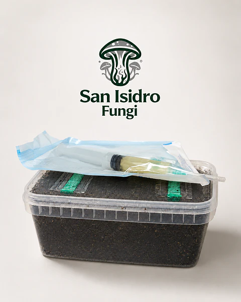 KIT  DE CULTIVO CONTROLADO MYCEBOX  - SAN ISIDRO