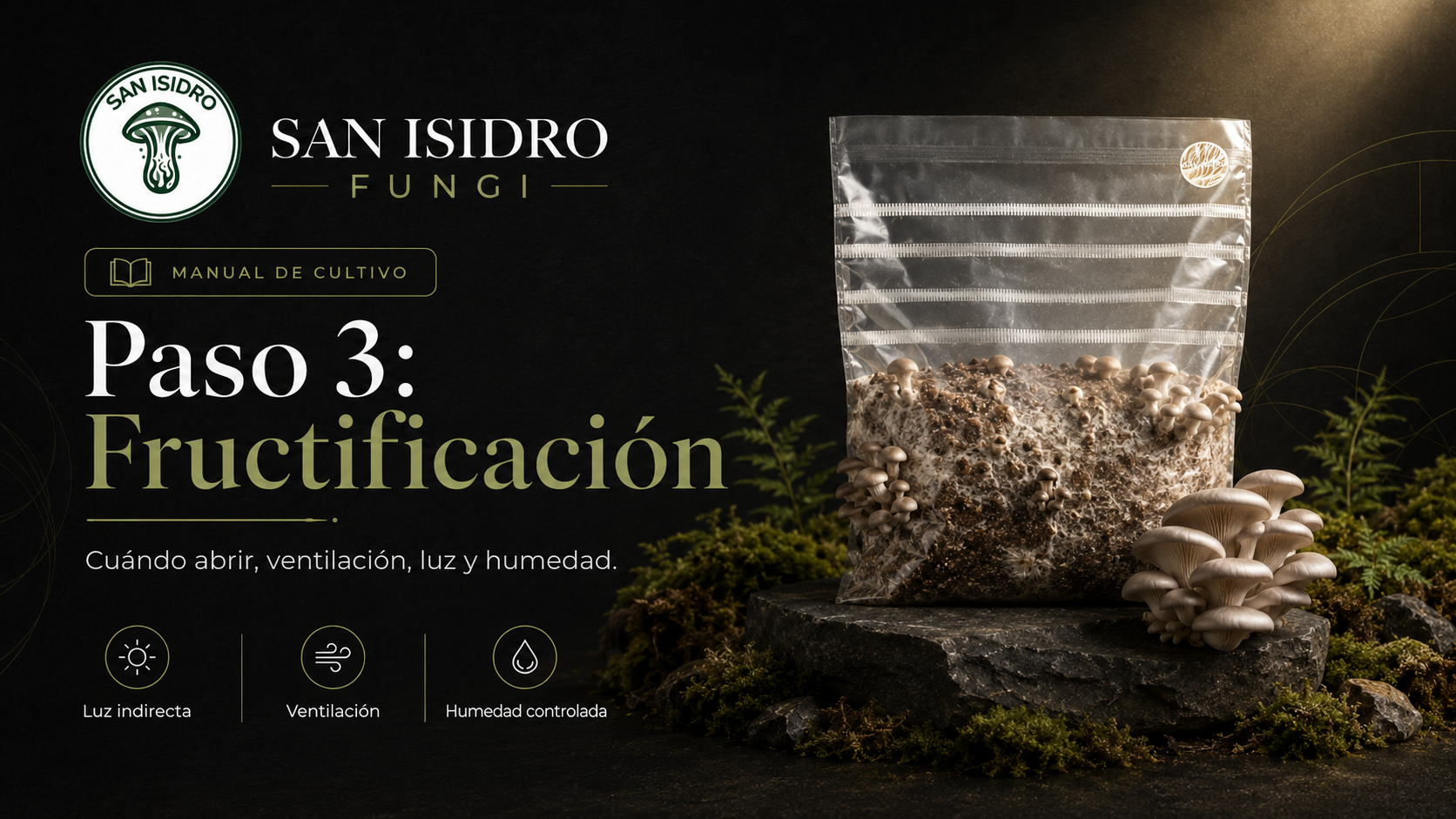 Fructificación San Isidro Fungi