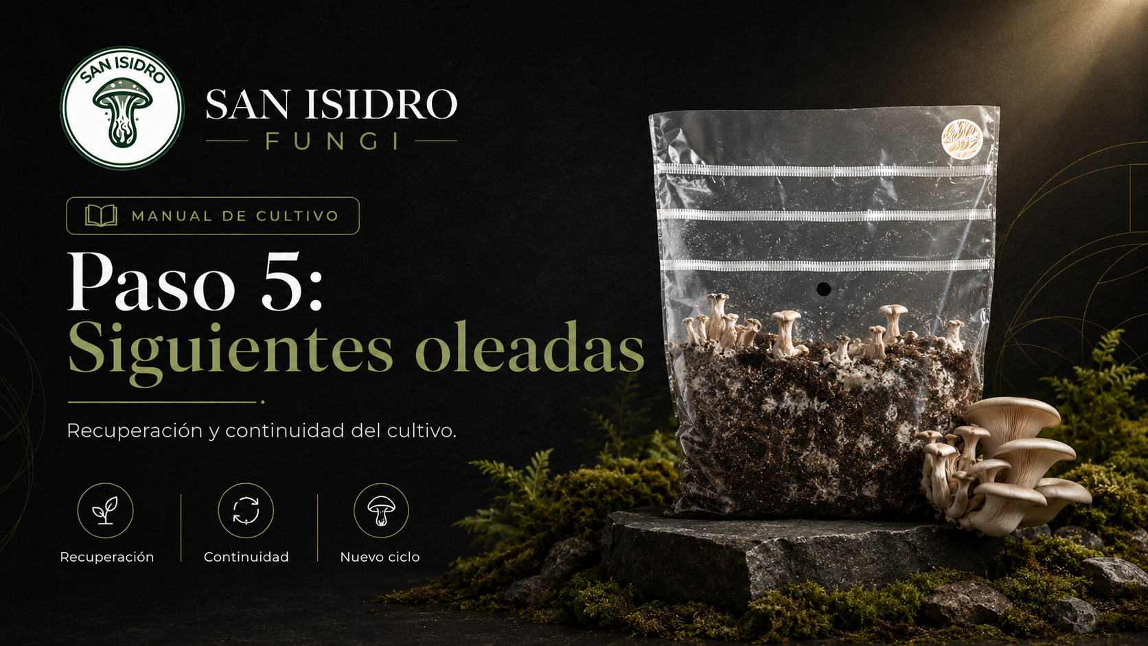 Siguientes oleadas San Isidro Fungi
