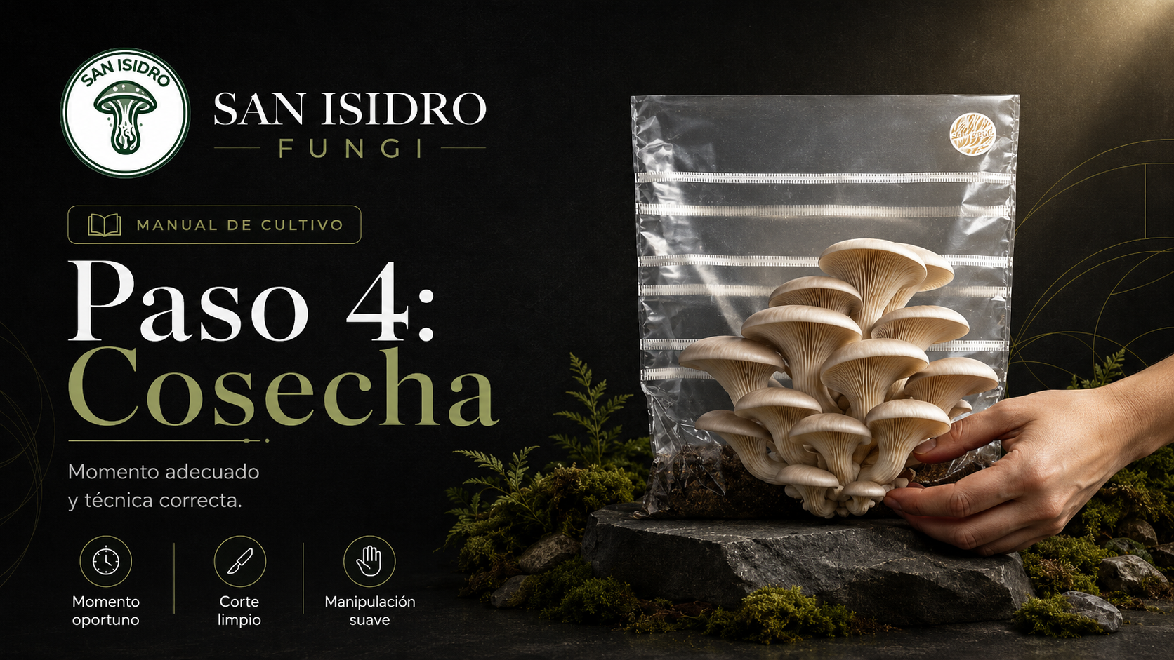 Cosecha San Isidro Fungi