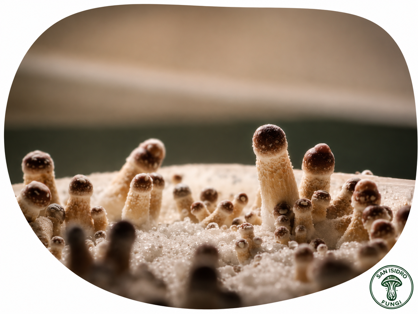 Humedecimiento de las paredes internas de la bolsa modular