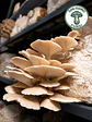 HONGO OSTRA FRESCO — Pleurotus ostreatus - Miniatura 1