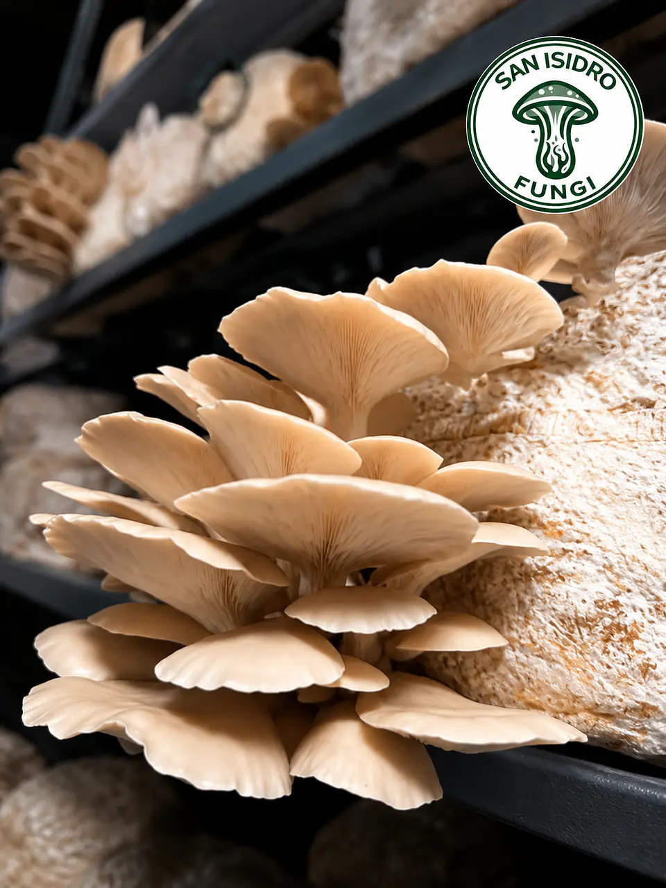 HONGO OSTRA FRESCO — Pleurotus ostreatus 1