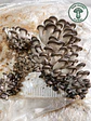 HONGO OSTRA FRESCO — Pleurotus ostreatus - Miniatura 3