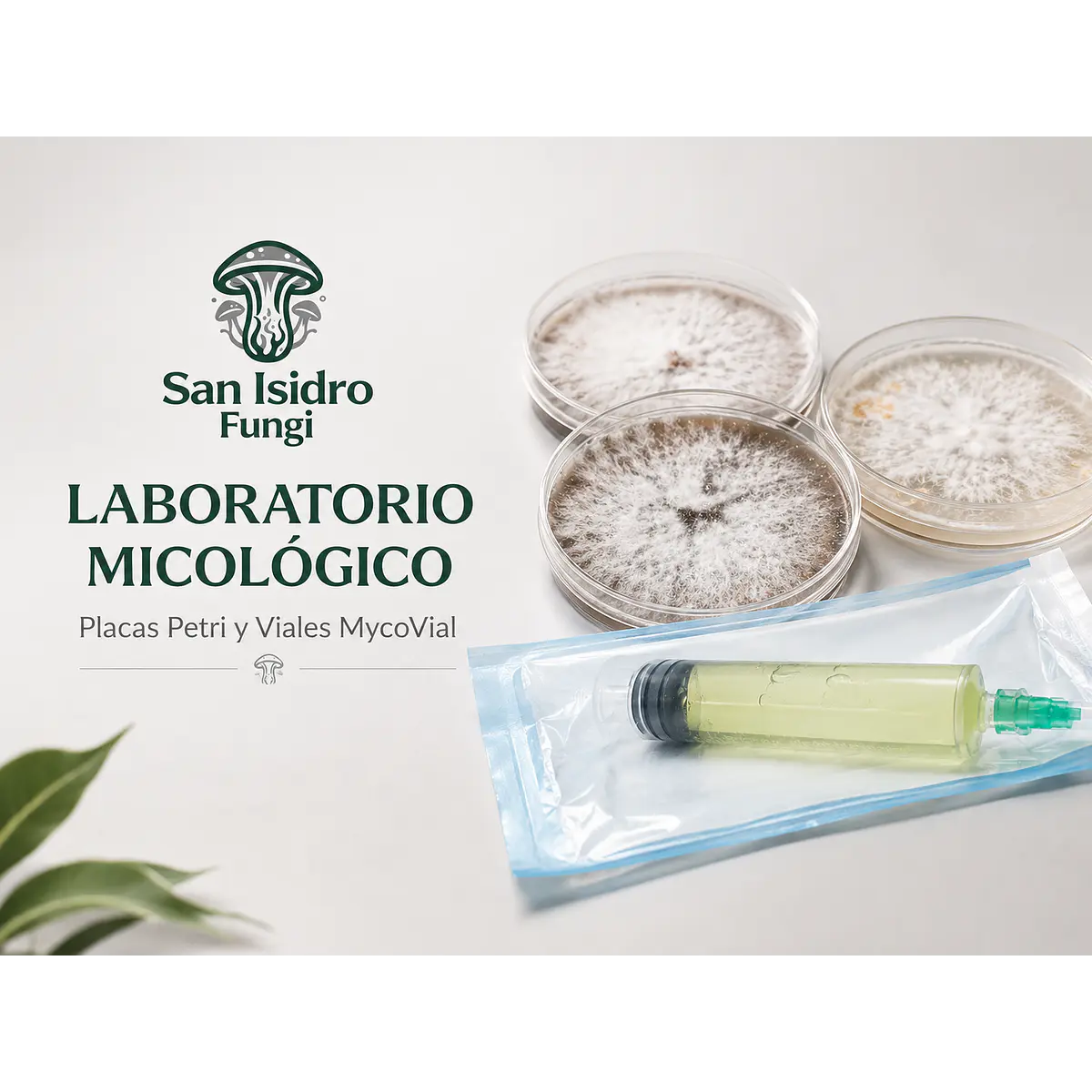 Laboratorio micológico San Isidro Fungi
