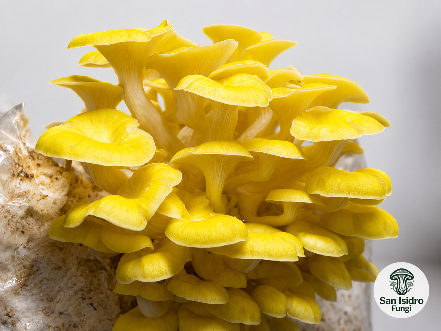 Hongo Ostra Amarilla Pleurotus citrinopileatus San Isidro Fungi