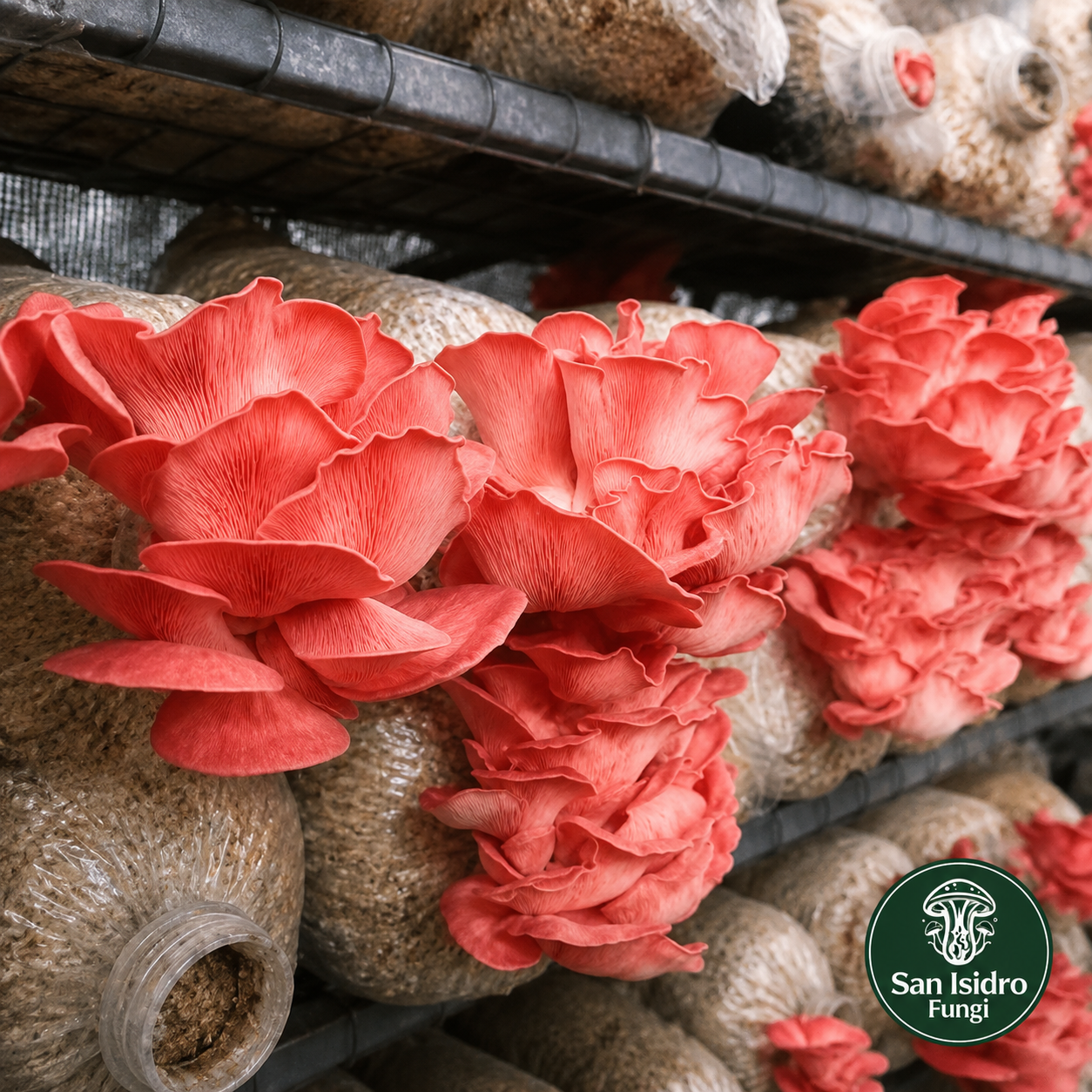 Hongo Ostra Rosada Pleurotus djamor San Isidro Fungi
