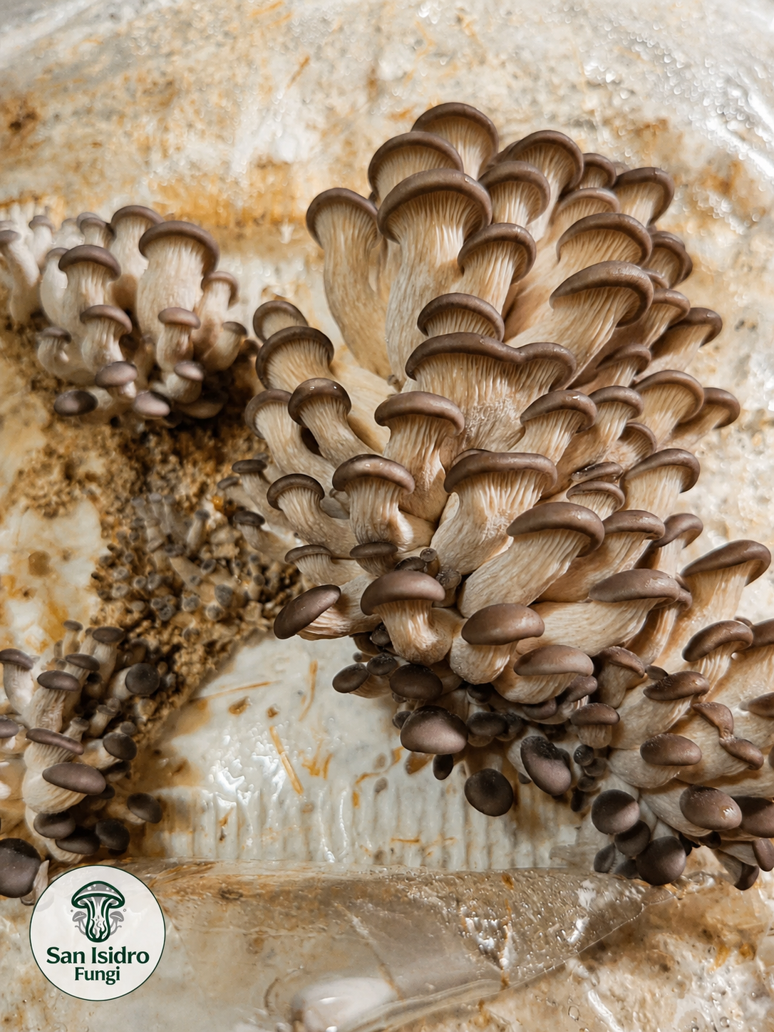 Hongo Ostra Gris cultivado por San Isidro Fungi
