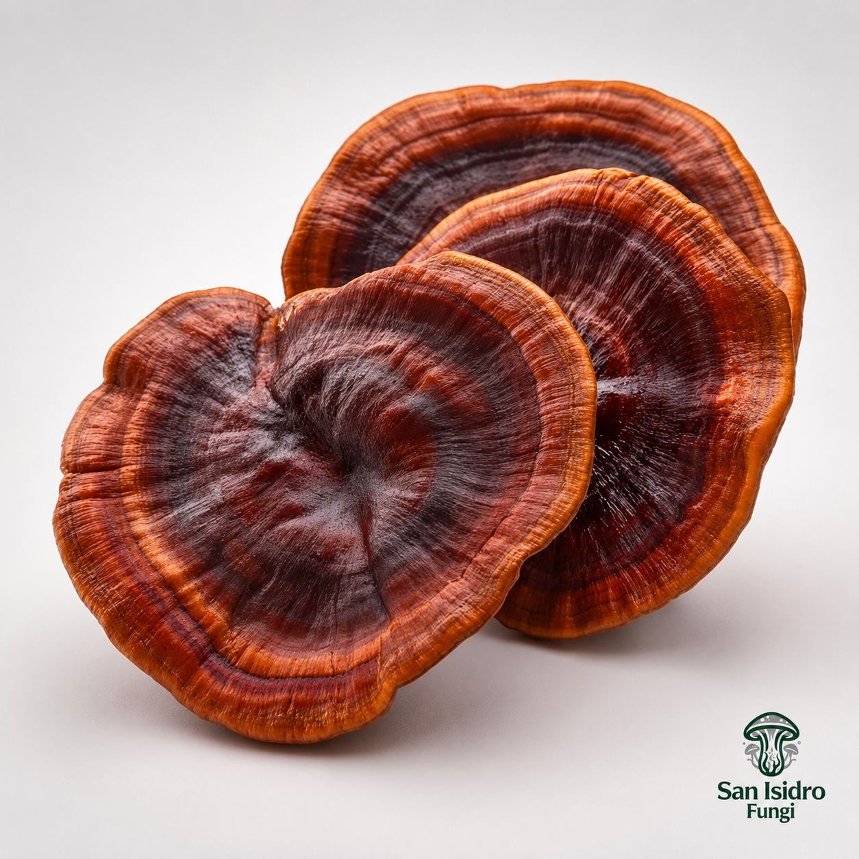Hongo Reishi Ganoderma lucidum San Isidro Fungi