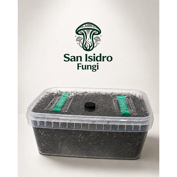 Sistema modular Mycebox San Isidro Fungi