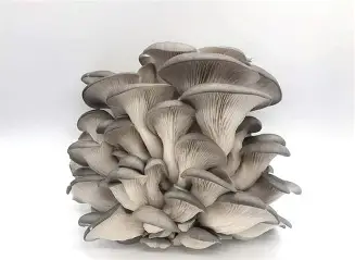 Hongo ostra gris