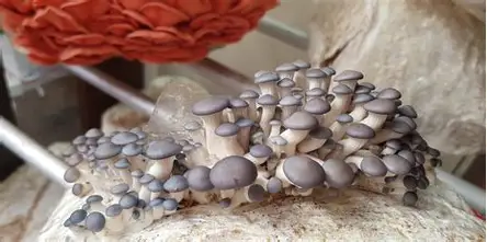 Cultivo de hongo ostra en sustrato