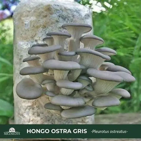 Cultivo de hongo ostra perla en sustrato
