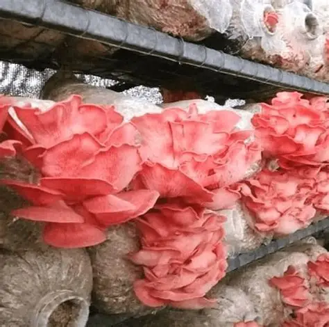 Cultivo de hongo ostra rosa en sustrato