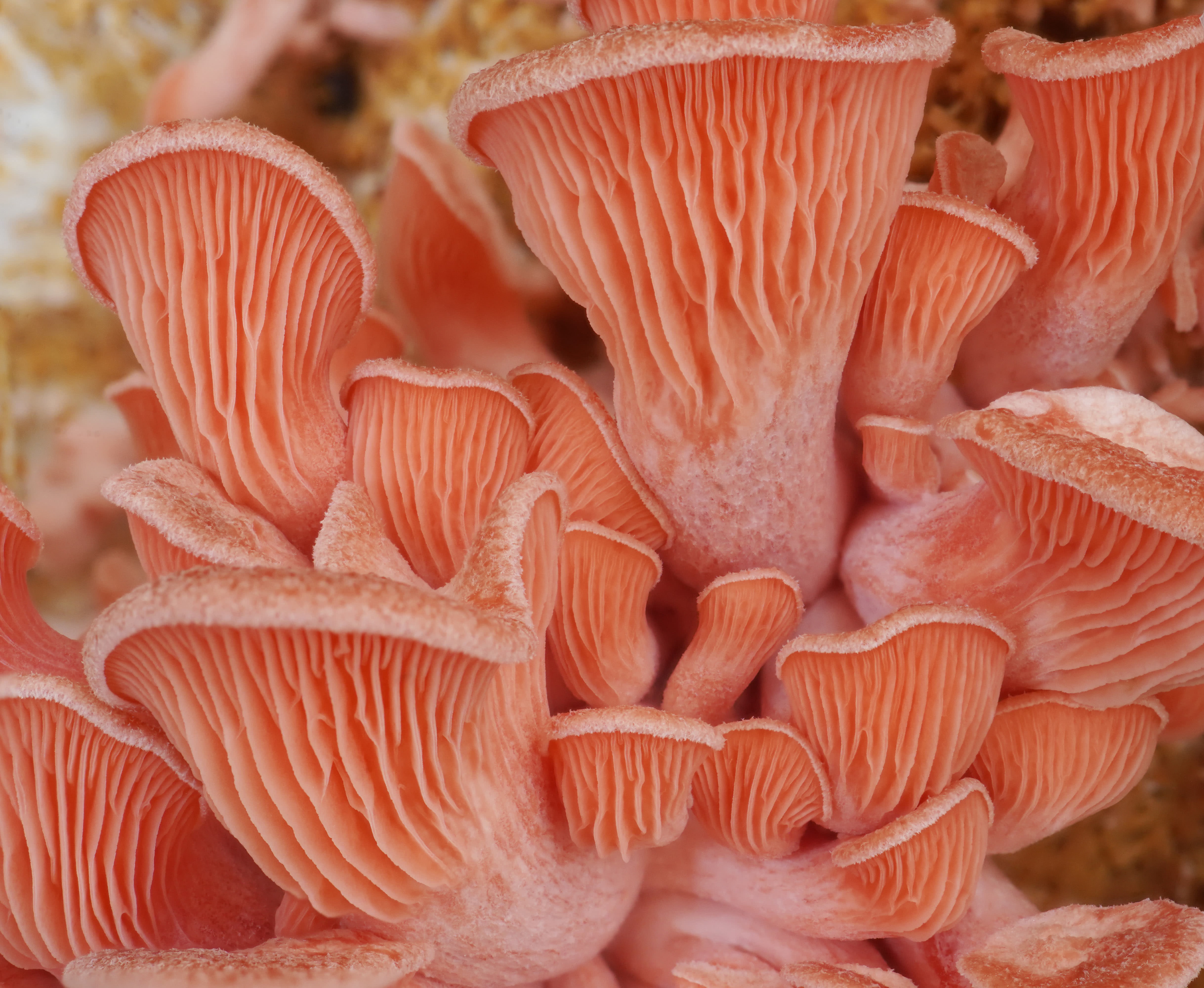 Hongo ostra rosa