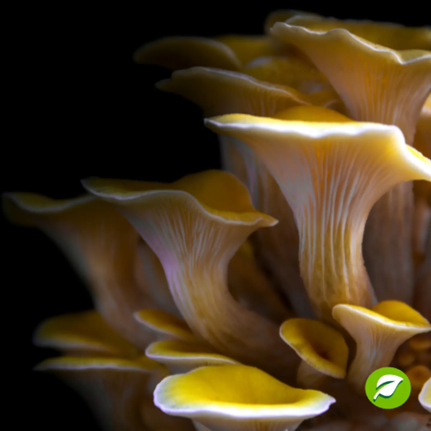 Hongo ostra amarillo