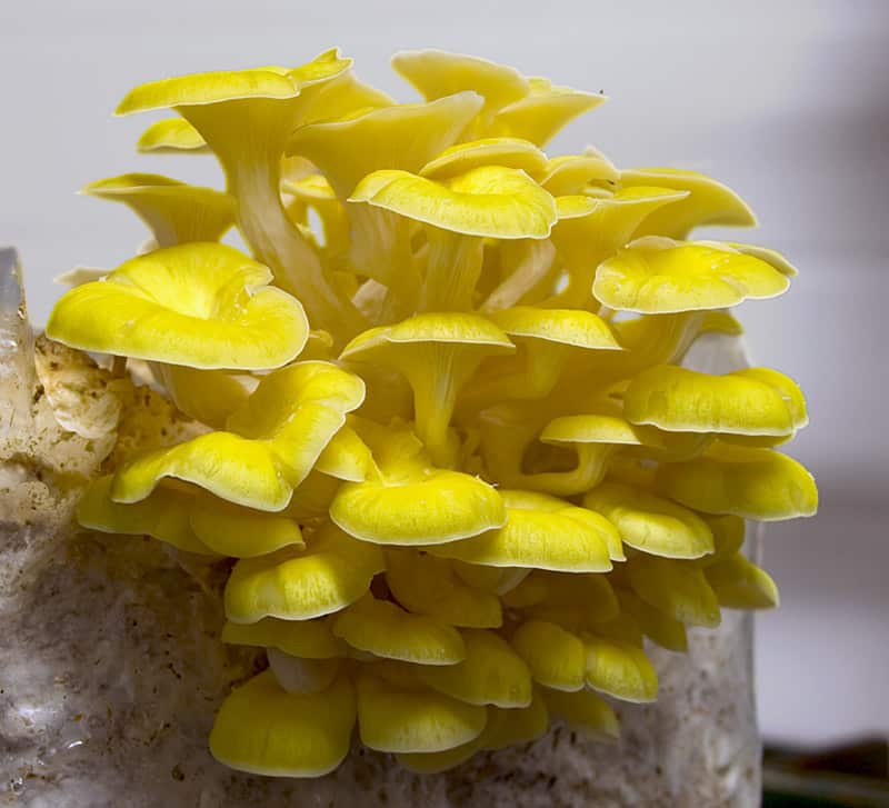 Cultivo de hongo ostra amarillo en sustrato
