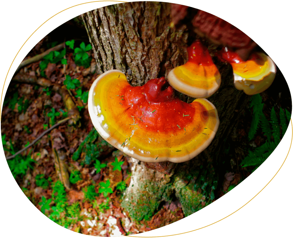 Reishi