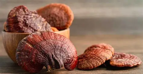 Reishi creciendo sobre madera