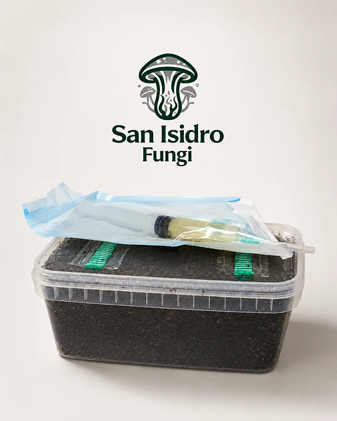 Kit de cultivo controlado Mycebox - San Isidro